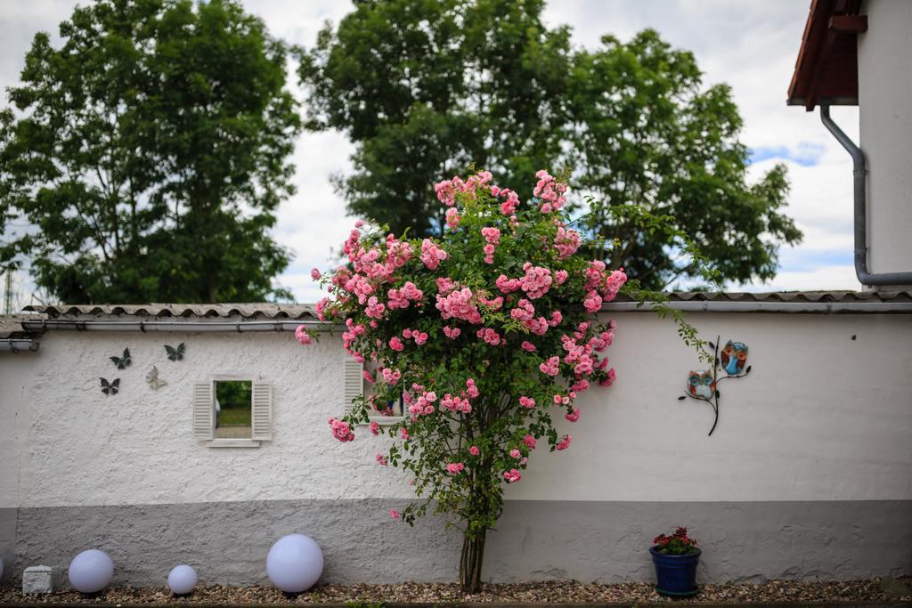 Hotel-Pension Am Rosarium Sangerhausen Extérieur photo